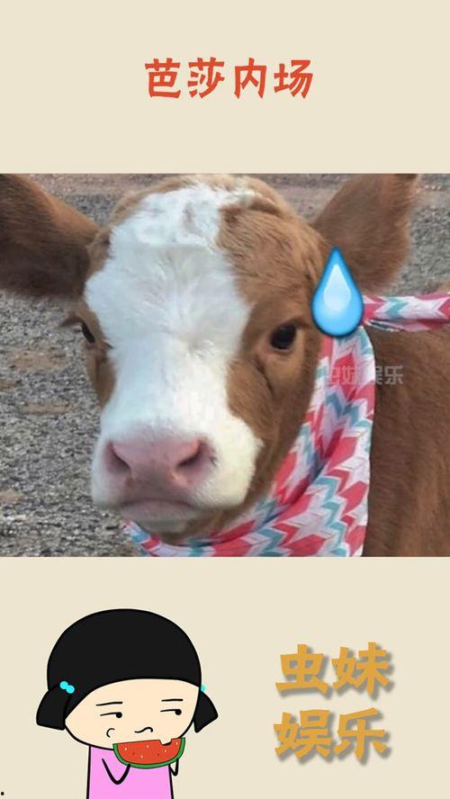 娱乐吃瓜酱喂西瓜 第1张 娱乐吃瓜酱喂西瓜 第1张